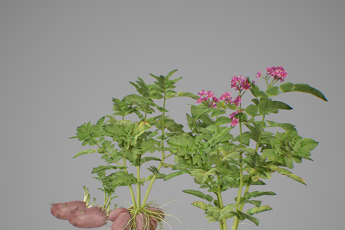 Potato tuber set, an Environmental 3D Model by AndrewWhite (Photo 2 of 7)