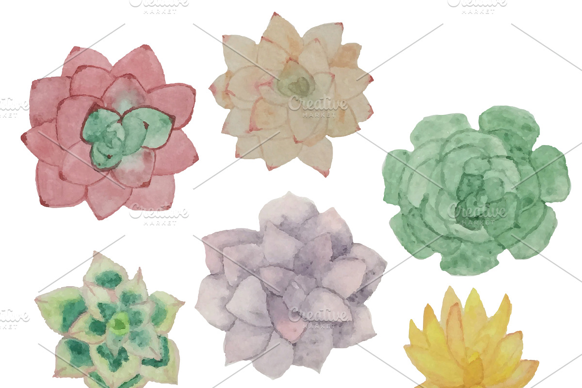 Watercolor Cacti & Succulent 4 pack, an Illustration by Valeri Nick (Photo 4 of 6)
