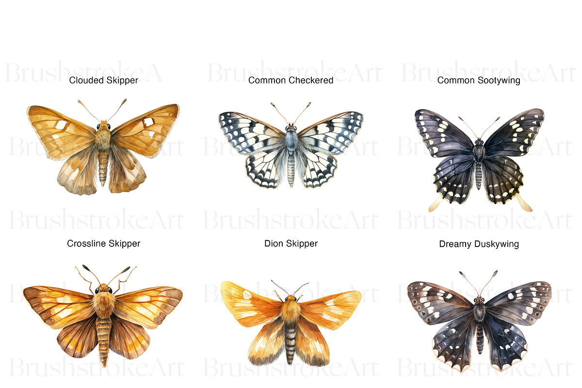 Skipper Butterfly Clipart, Butterfly, an Animal Illustration by BrushstrokeArtGB (Photo 3 of 9)