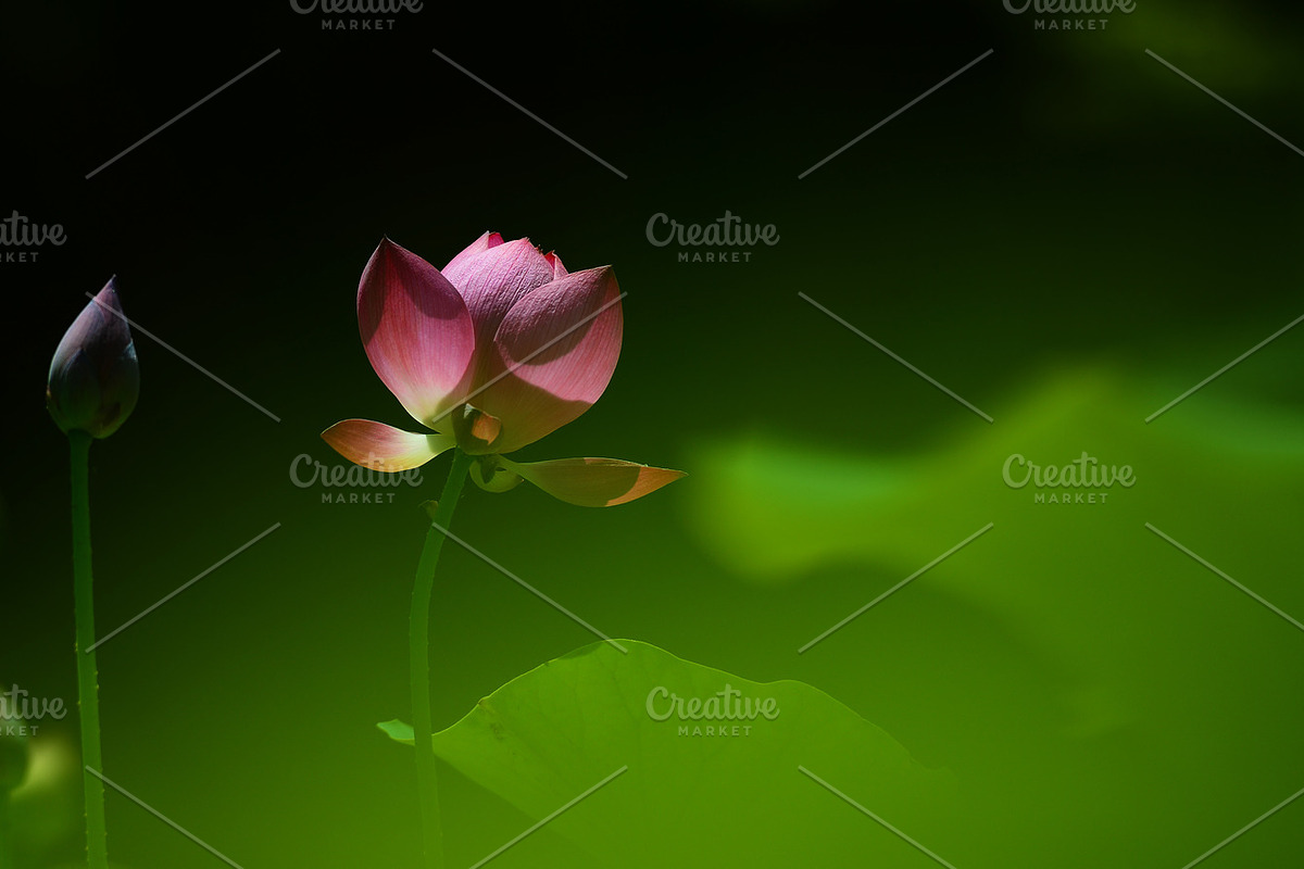 Pink Lotus Flowers Bundle, a Nature Photo by Corner Croft Mockups (Photo 5 of 5)