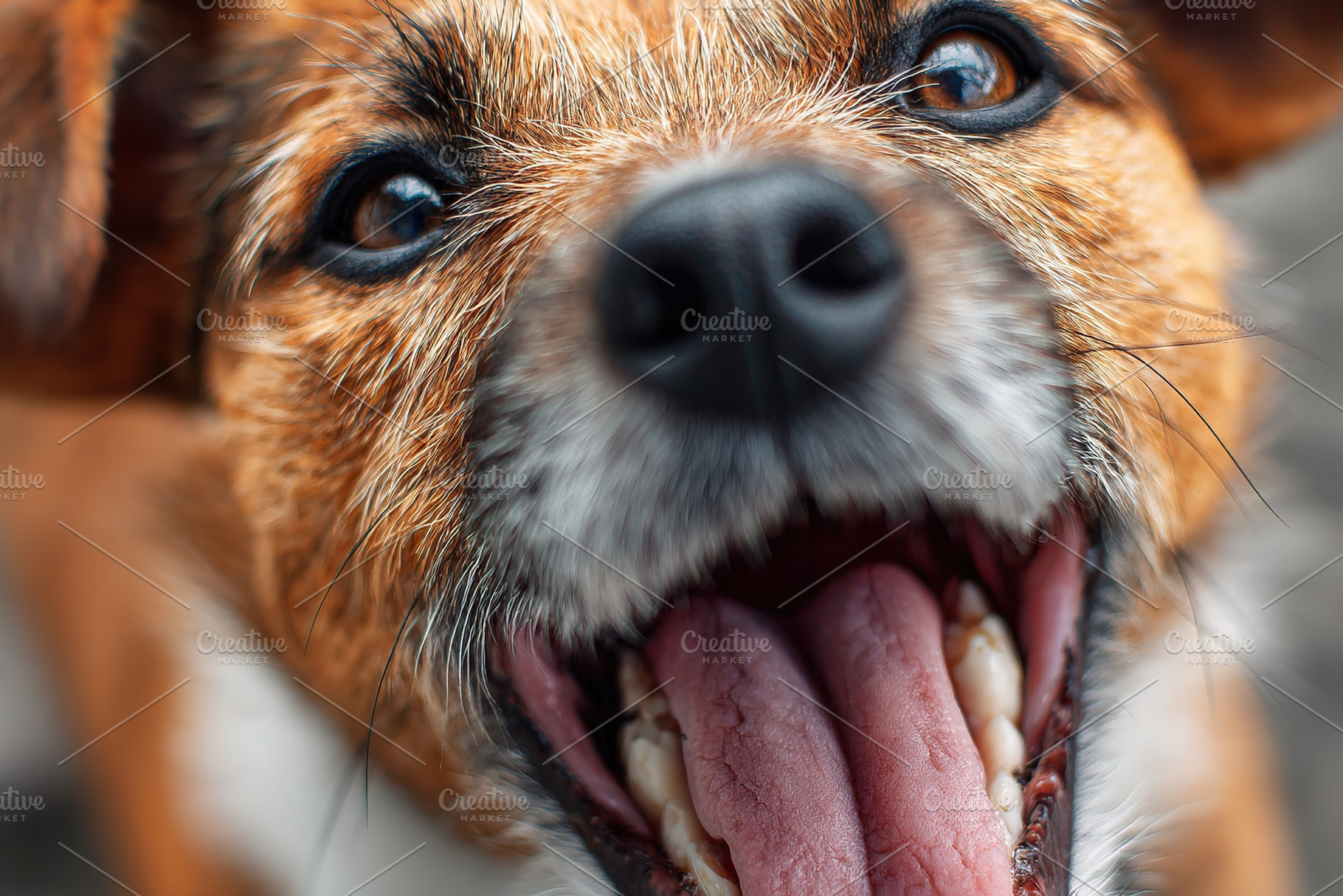 Happy dog with tongue out enjoying the moment outdoors in bright daylight, an Animal Photo by AlyaAnd