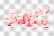 Flower petals transparent png, a Nature Photo by Shahjahangdb1 (Thumbnail 9 of 10)