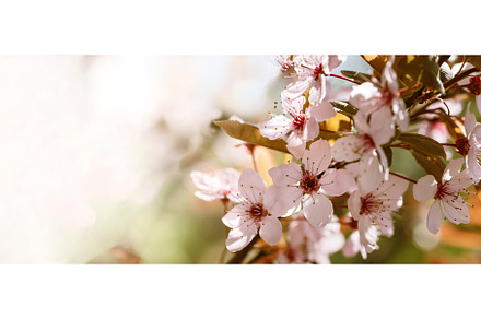 Flowers of Plum tree soft focused, a Nature Photo by JeanBet
