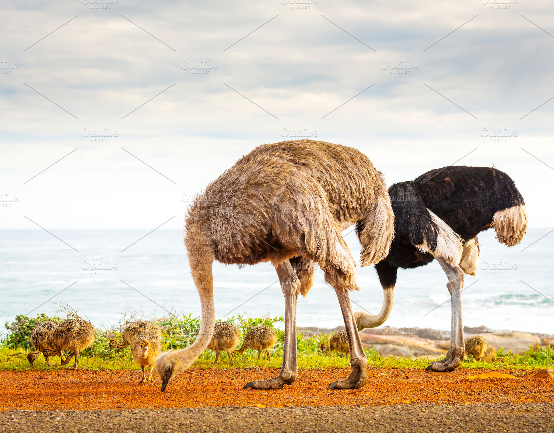 Ostrich Family With Chicks, an Animal Photo by THP Creative