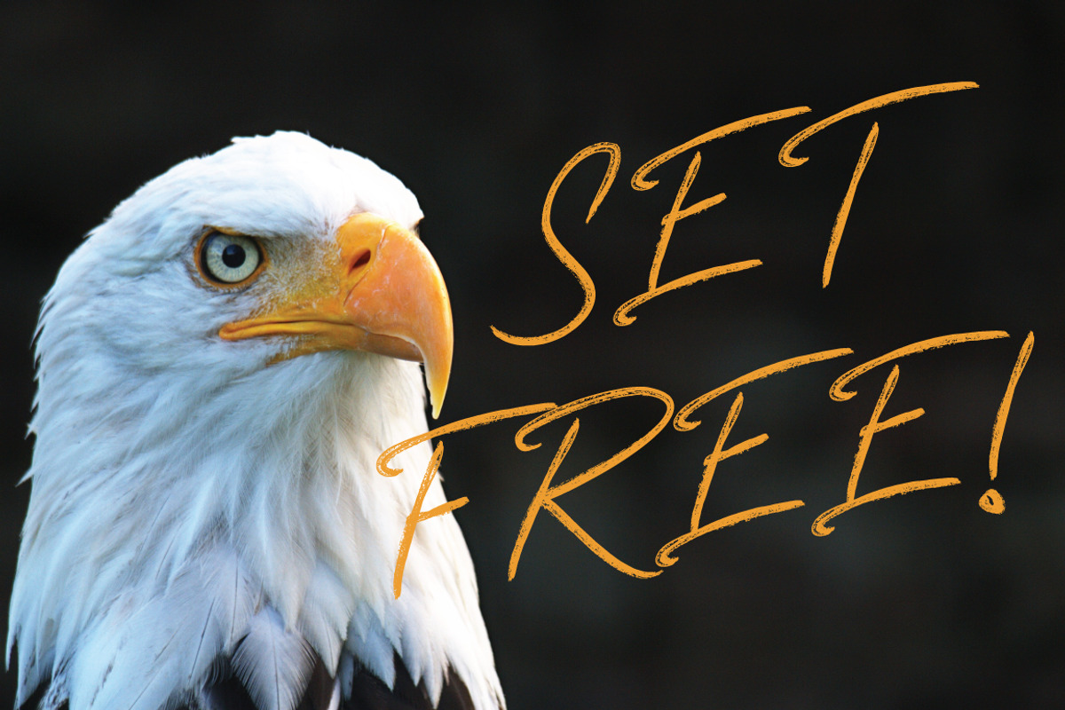 Foxes Typeface, a Serif Font by Shift Studios (Photo 7 of 8)