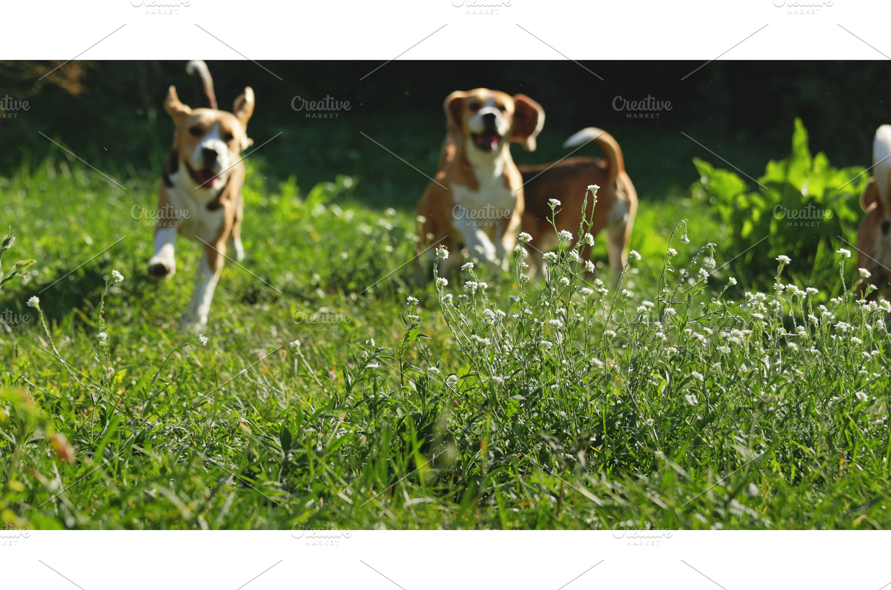 Beagle dogs running on green grass, an Animal Photo by Goinyk
