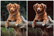 Moody Lightroom Presets, a Preset Add-On by artboard1 (Thumbnail 4 of 7)