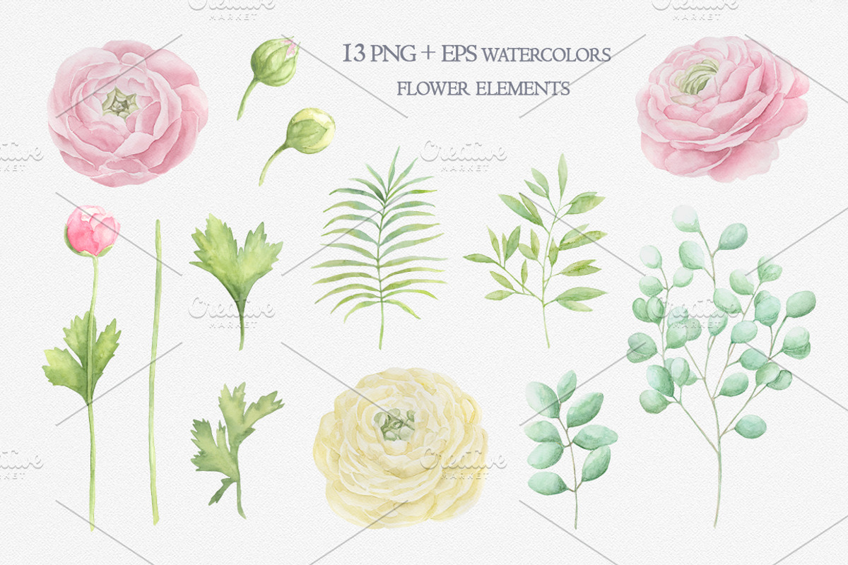 Watercolor ranunculus., an Illustration by BrushArtDesigns (Photo 2 of 6)