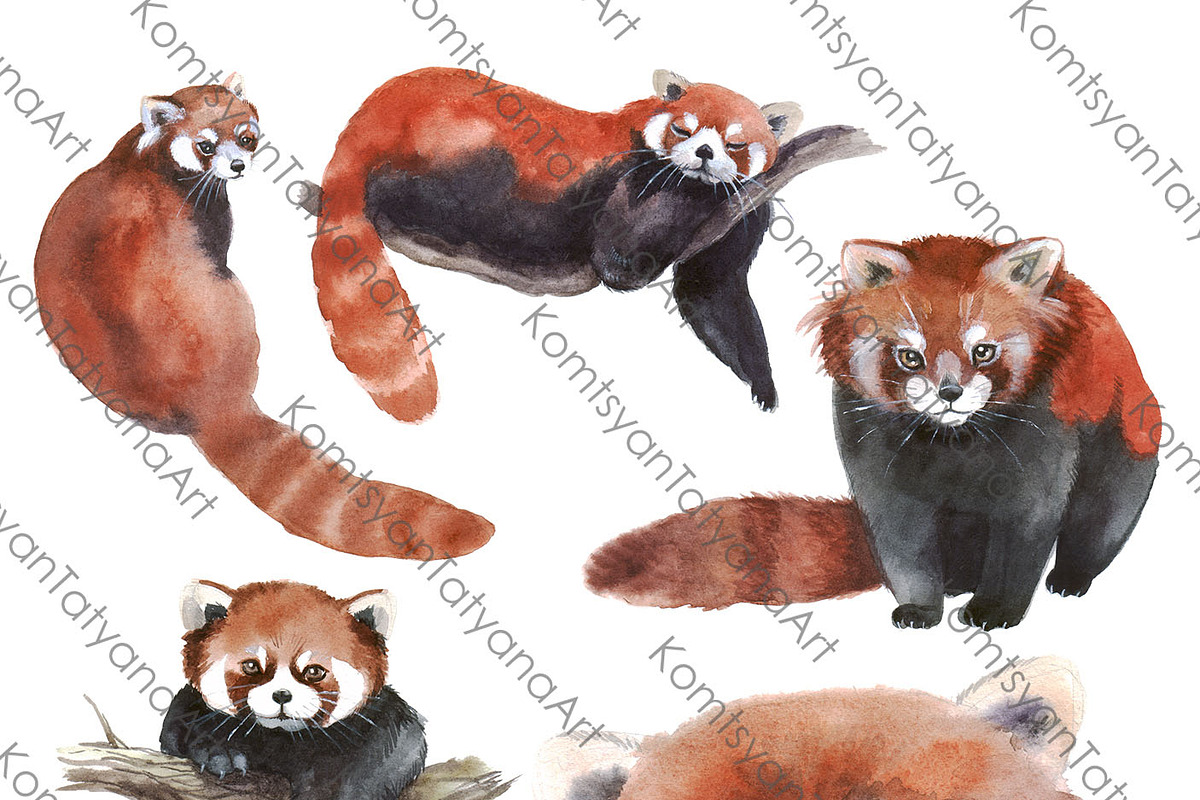 Watercolor Clipart. Red Panda Hand, an Animal Illustration by ...