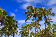 Palm Trees with Blue Sky, Hawaii, a Nature Photo by Samaky Photography (Thumbnail 2 of 2)