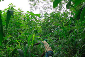 Tropical rain forest