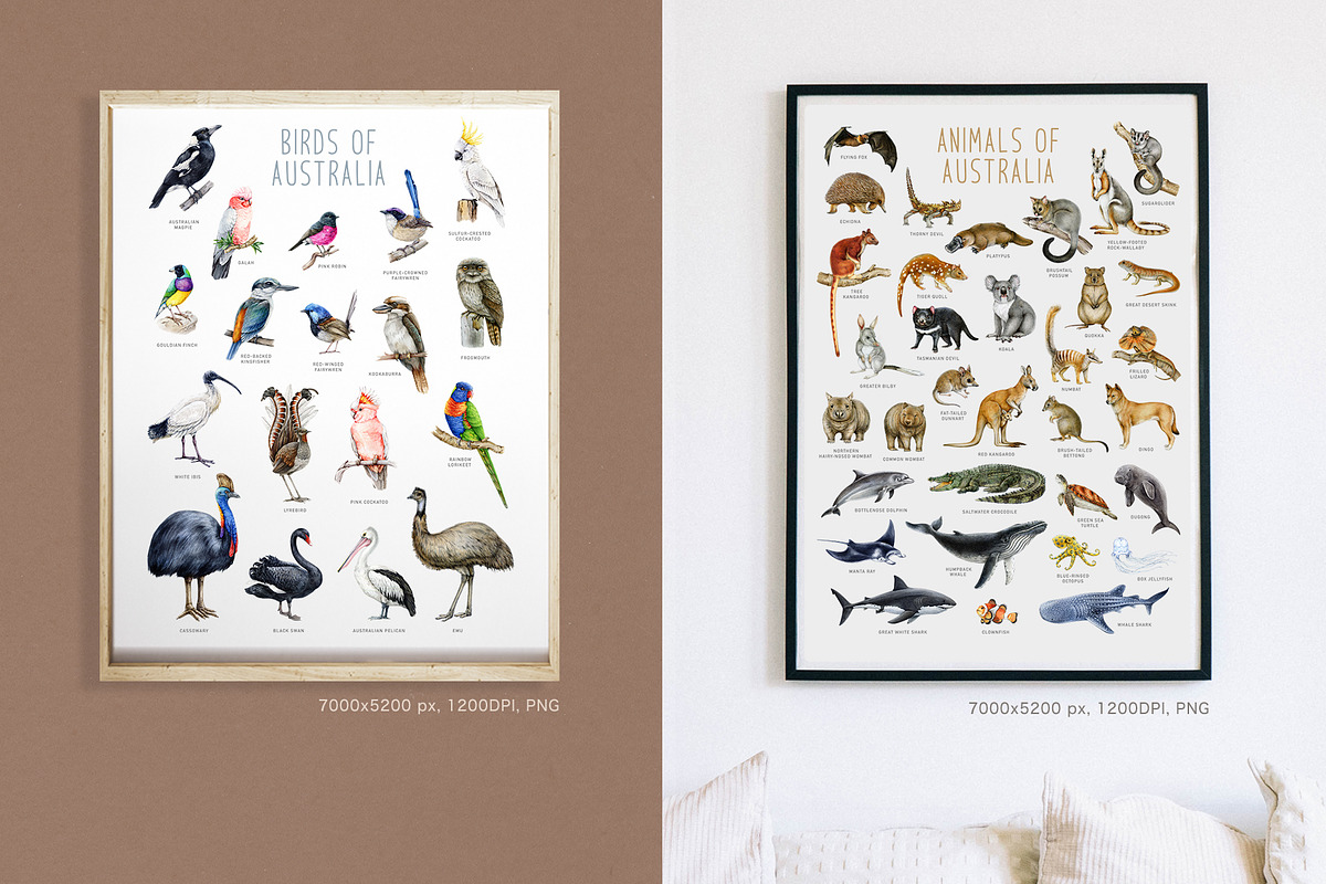 Australia Flora Fauna Clipart, an Animal Illustration by AnitaPol (Photo 22 of 27)