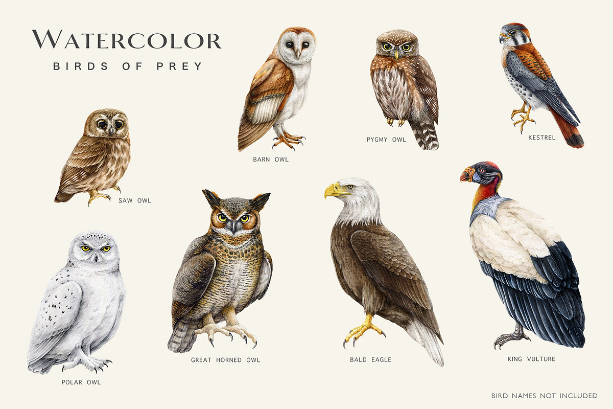 Birds Watercolor Painted Set, an Animal Illustration by AnitaPol (Photo 5 of 18)