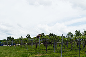 Vineyard rows under cloudy sky in Indiana, USA with distant farmhouse and green, a Photo by AS photostudio