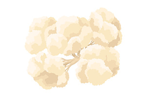Cauliflower cabbage icon. Vegetable, a Food Illustration by the8monkey