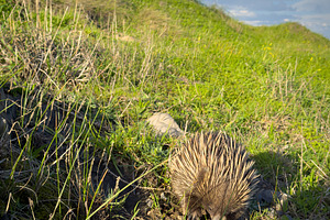 Wild Echidna In Field, an Animal Photo by THP Creative