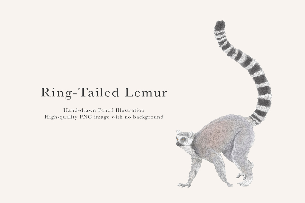Ring-Tailed Lemur Illustration - PNG, an Animal Illustration by LaurenFittonIllustration (Photo 1 of 8)