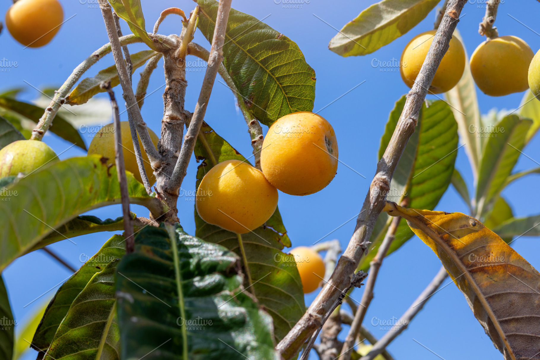 Ripe loquats hanging from tree branch against blue sky, a Nature Photo by Antonio Gravante Market