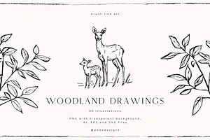 Woodland Drawings, an Animal Illustration by PeDe Designs