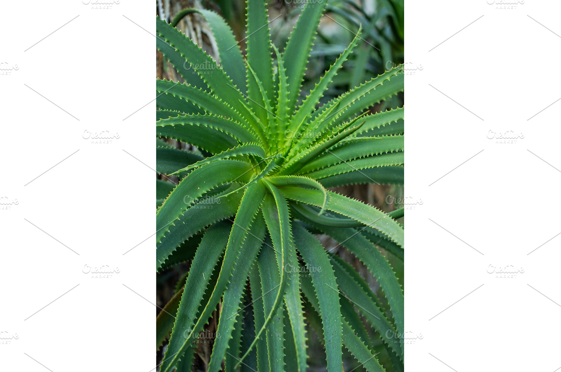 Aloe vera plant growing fresh green, a Nature Photo by volodymyrshtun13795