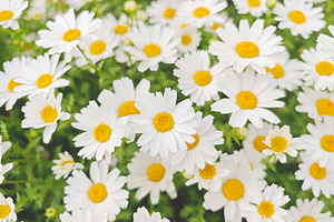 Beautiful white daisies in full bloom, symbolizing purity, natur, a Photo by salmon.black