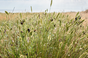 Numerous beetles on ears of wild grain in a field by the sea, a Nature Photo by ndanko