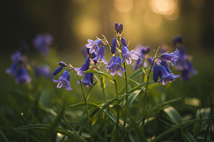 Close-up of blooming bluebells, a Nature Photo by professorinc