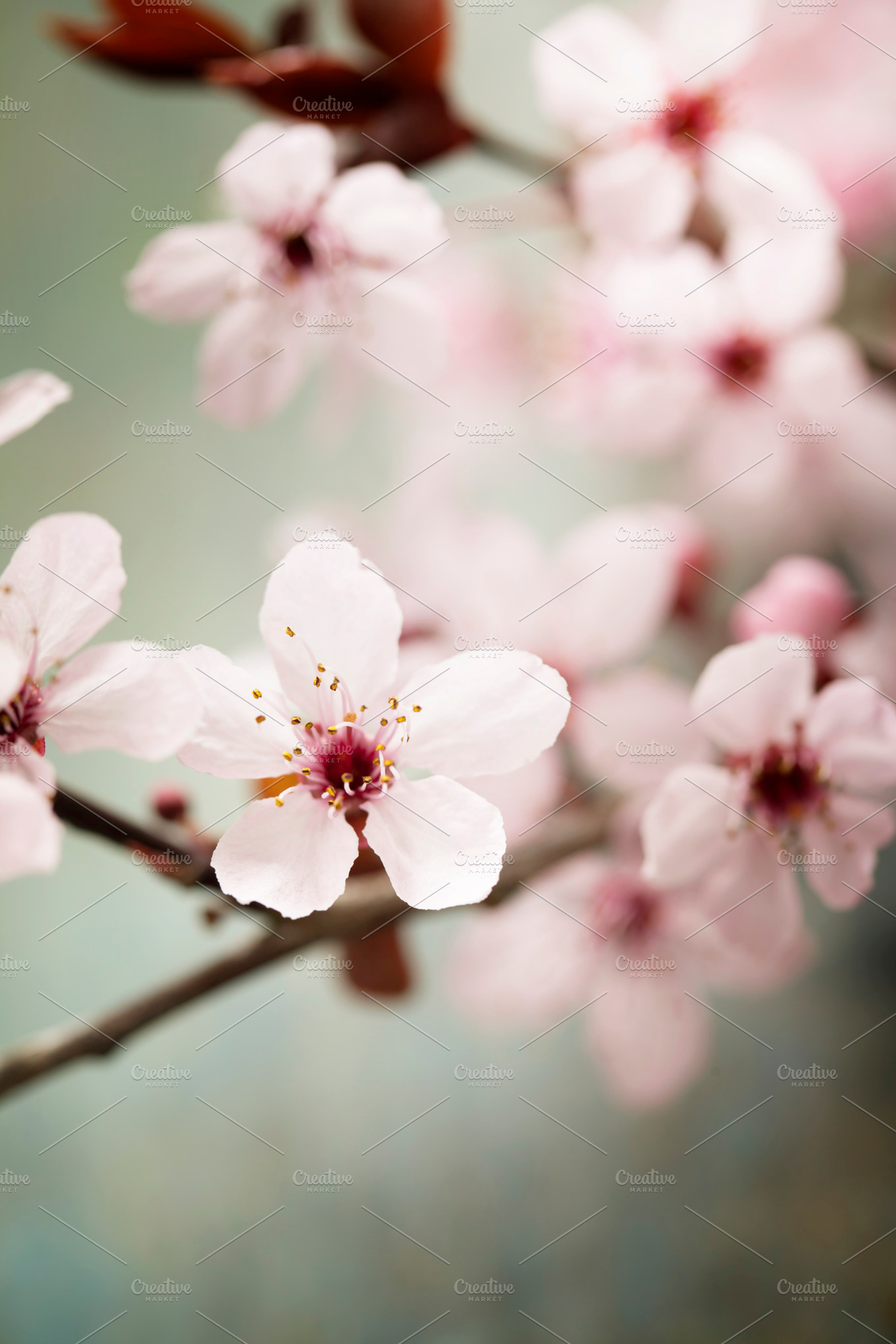 Spring blossom featuring april, art, and background, a Nature Photo by Natalia Klenova's Shop