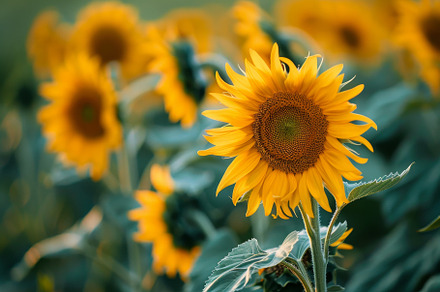 A large sunflower is blooming among, a Photo by Iftikhar Alam