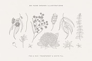 Australian Botanical Illustrations, a Decorative Illustration by rouxsupplyco (Thumbnail 2 of 13)