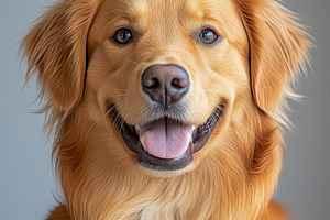 Happy Golden Retriever Dog Portrait, an Animal Photo by Pixeness Studio