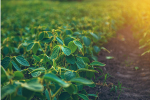Soybean field grows in the field, a Plants & Tree 3D Model by yanadjana