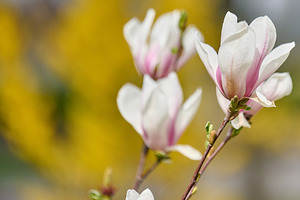 Bush with white magnolias in the park, spring day, a Nature Photo by ndanko