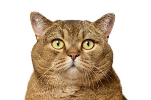 Portrait of a gray straight-eared cat with an attentive gaze of, an Animal Photo by ndanko
