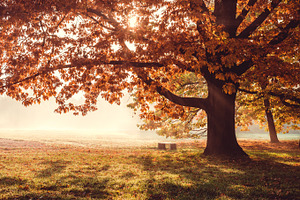 Oak tree on the forest glade