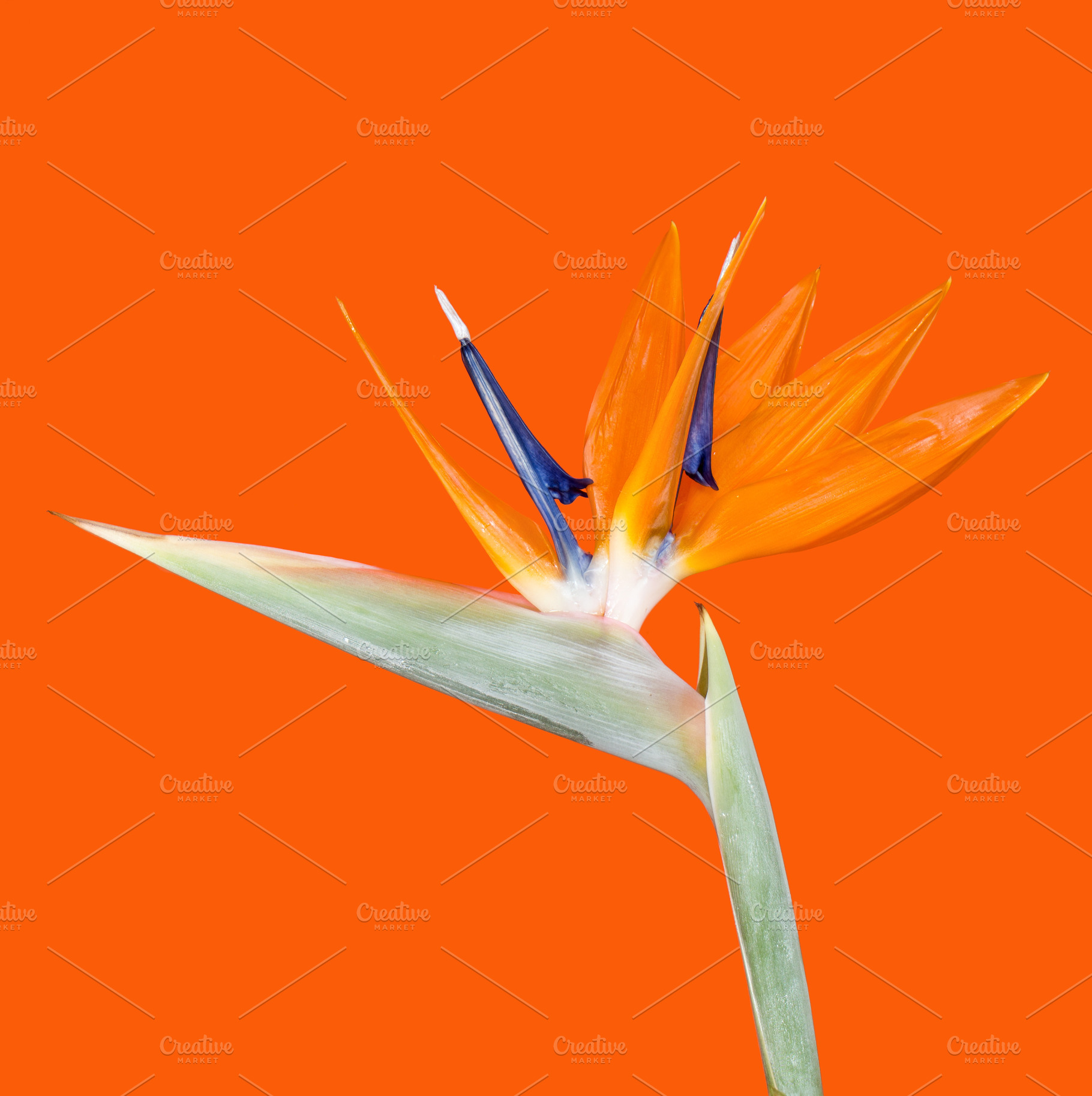 Orange, a Nature Photo by ysajna