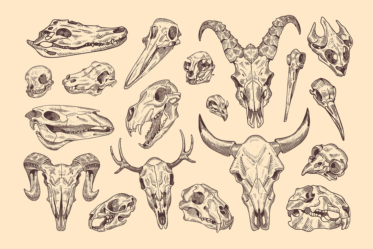 Hand-drawn animal skulls, bones set, an Animal Illustration by PaperTrident (Photo 1 of 3)