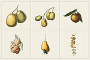 Fruit and Vegetable Art Collection, a Food Illustration by Illusiongraphic (Thumbnail 11 of 14)