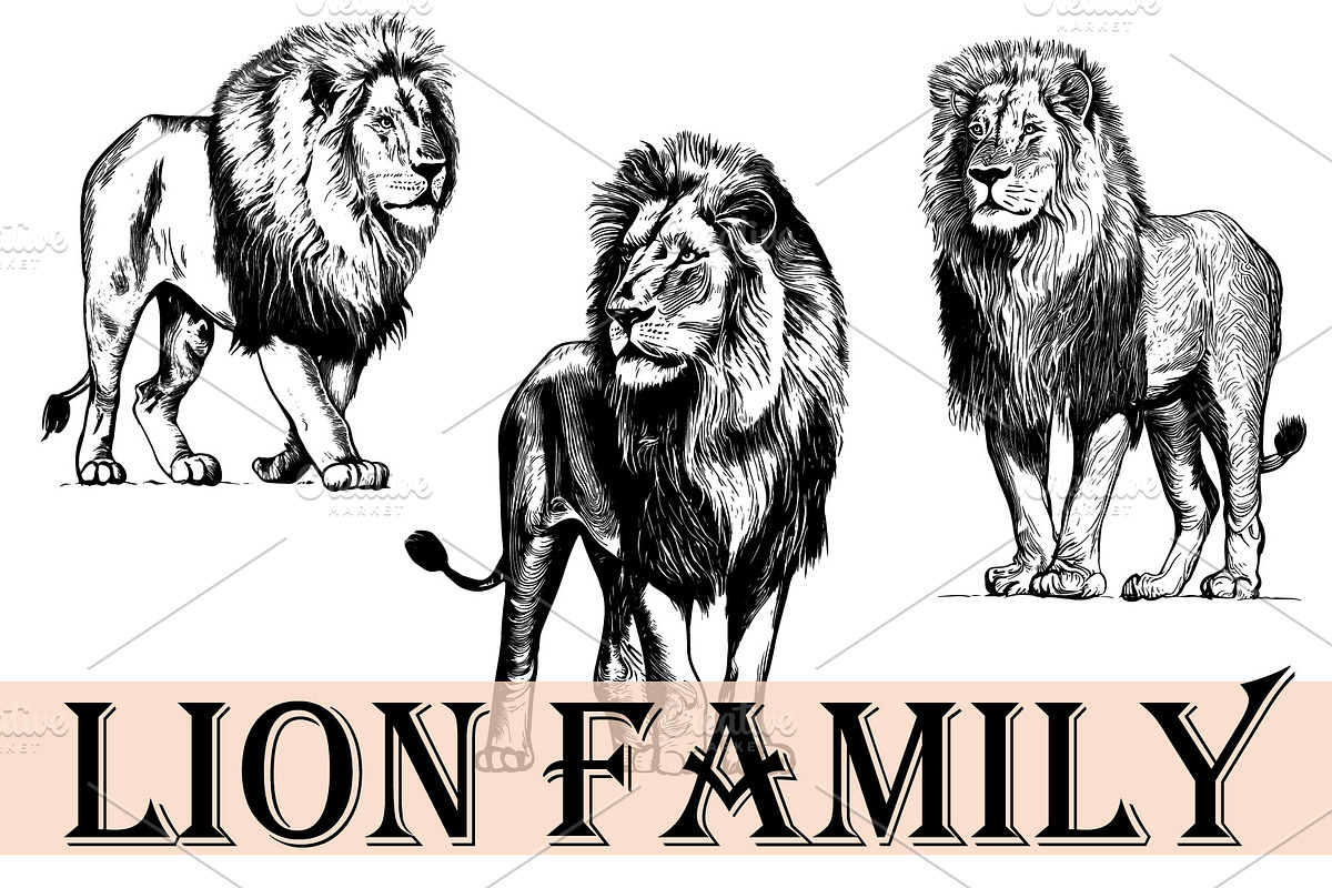 LION FAMILY set, an Animal Illustration by IPVector