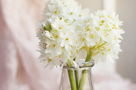 Photo - White flowers vintage feel, a Nature Photo by Savvy Stock Shop