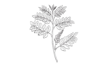 Licorice Glycyrrhiza Glabra Drawing