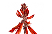 South African Flowers, a Decorative Illustration by Karliefie (Thumbnail 4 of 5)