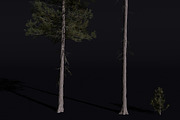 The Lodgepole Pine Tree, a Plants & Tree 3D Model by FuturePastCreatives (Thumbnail 2 of 6)