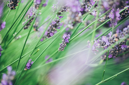 Lavender farm stock photo containing lavender and farm, a Nature Photo by Kelly J Photography