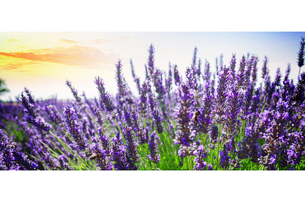 Lavender summer field, a Nature Photo by Neirfy