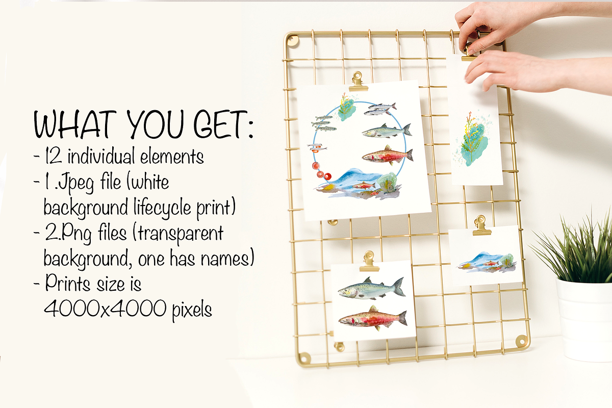 Watercolour Salmon Life Cycle Set, an Education Illustration by Tati Bordiu (Photo 3 of 4)