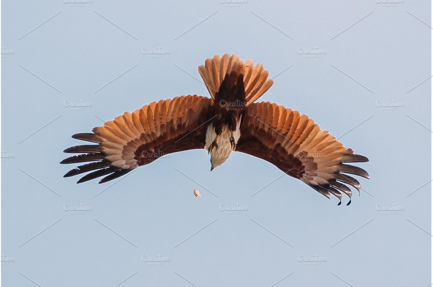 Goa, India. Brahminy Kite Throwing, an Animal Photo by Our Amazing World