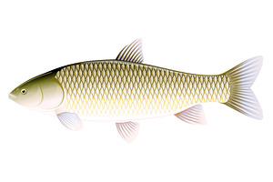 Grass carp
