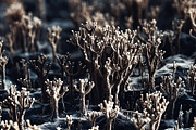 72 Microscopic Fungi Backgrounds, a Background Graphic by h.utomo (Thumbnail 43 of 72)