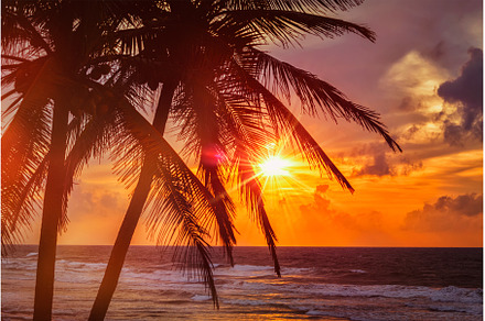 Tropical sunset scene with palms, a Nature Photo by f9photos
